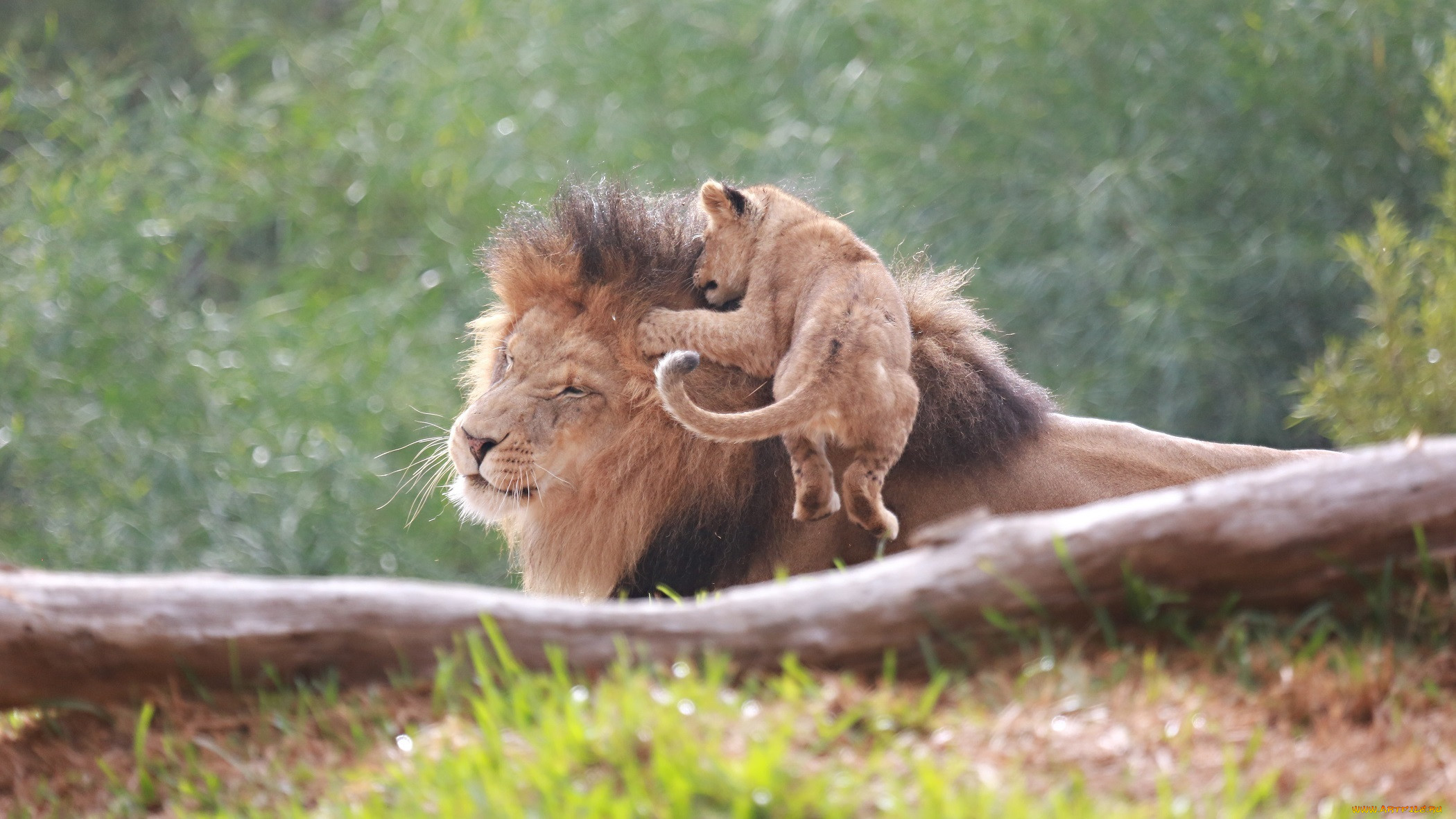 Сколько живут львы в дикой. Лев и львица хвост. Папа Лев и Львенок. Львы в дикой природе. Хвост Льва.